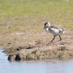 Young Egyptian Goose