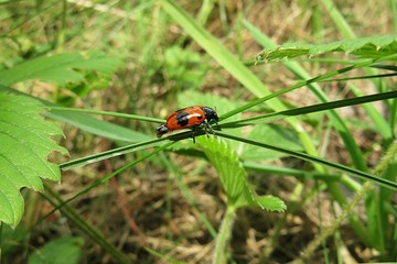Red leaf beetle on grass in the meadow