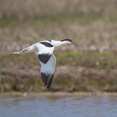 Pied Avocet (Recurvirostra avosetta) In Flight
