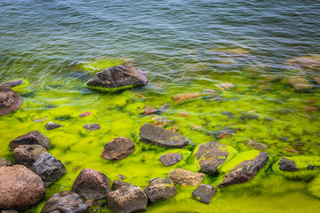Landscape with sandstone rocks and sea full of green algae.