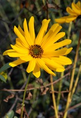 yellow,nice flowers of summer sun plant
