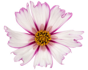 Flower of cosmos, kosmeya flower, isolated on white background