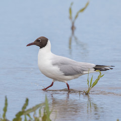 Black-Headed Gull