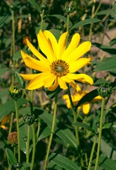 yellow,nice flowers of summer sun plant