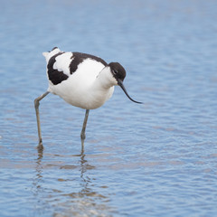 Avocet