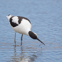 Avocet