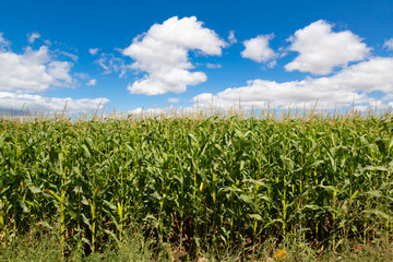Camino de Santiago (Spain) - Fields and clouds along the way of St.James, in the spanish meseta