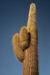 cactus seem from below, sharp blue and green