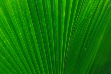 Detail einer Palme