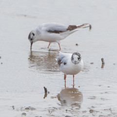 Little Gull