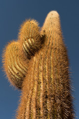 cactus seem from below, sharp blue and green