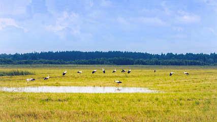 Obraz premium White Storks Resting On A Yellow Field At Summer Day