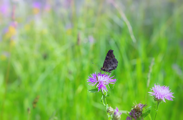 Peacock Butterfly Drinking Nectar On A Summer Meadow
