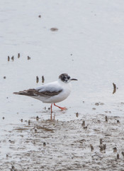 Little Gull
