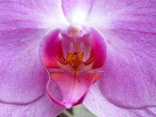 Orchids in Myanmar - 227600273