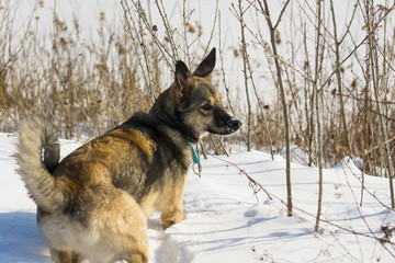 Walk dogs in the winter