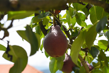 Ripe red pears on the tree. Organic red pear in orchard