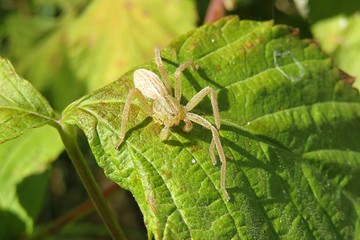 Nursery spider on green leaf in the garden, closeup