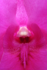 Orchids in Myanmar - 227600446