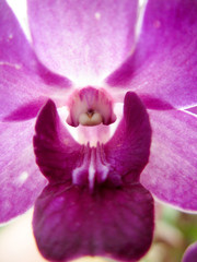 Orchids in Myanmar - 227600457