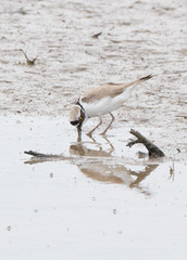 Little Ringed Plover
