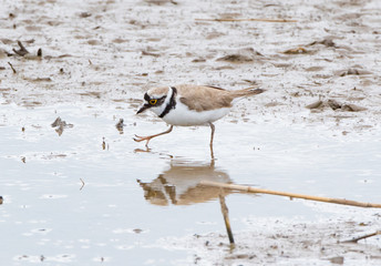 Little Ringed Plover