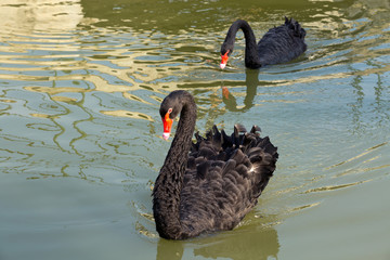 Fototapeta premium Black swans are swimming in the lake water.