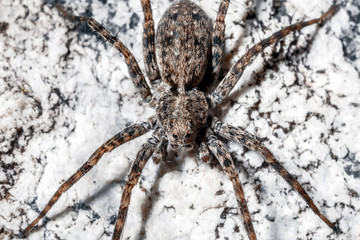 Macrophoto of a spider.