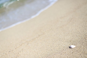 波打ち際の白い貝殻