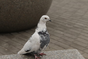 white pigeon on a background