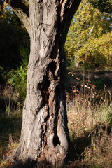 Alter Baum mit knorriger Rinde