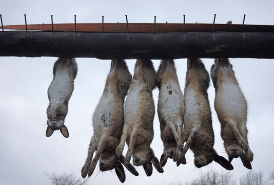 Shot animals hanging on a beam after the hunt