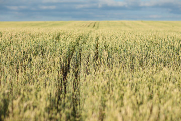 Field with wheat in daylight. Overall plan