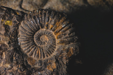closeup of ammonite prehistoric fossil embedded in stone bankground, paleontology concept