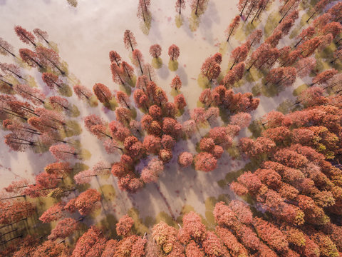 Aerial Photography Bird Eye View Of Red Sequoia In Water Of The