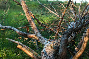 Fallen pine tree lies in the grass