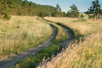 road in a field with grass. Near pine