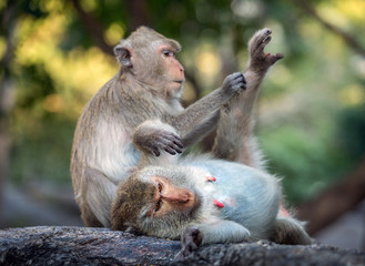 Family of monkeys in forest.