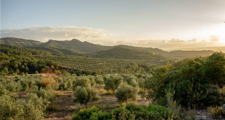 Obraz premium Olive Fields 1