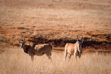 Afrikanische Wildtiere