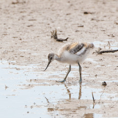 Young Avocet