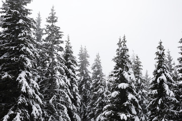 Coniferous trees covered with snow