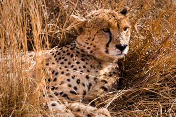 Afrikanische Wildtiere
