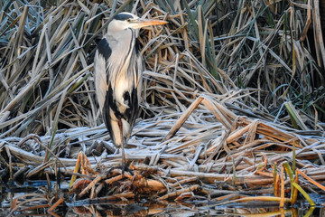 A Grey Heron is waiting for his prey in a winter landscape