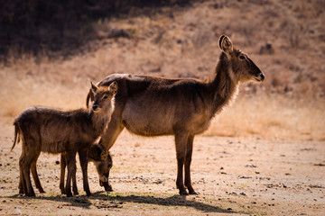 Afrikanische Wildtiere
