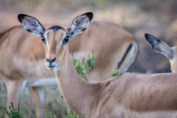Gazelle in Malawi