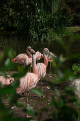 Flamingos by water
