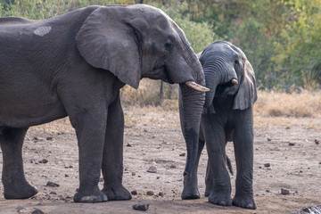 Elefanten in Malawi
