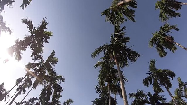Video footage Palm trees on blue sky background . travel, summer, vacation and tropical.