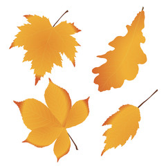 Autumn leaves set. Isolated on white background.